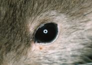 Auge einer Ratte