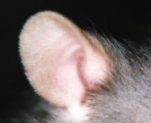 Ohr einer Ratte