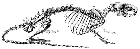 Skelettaufbau einer Ratte